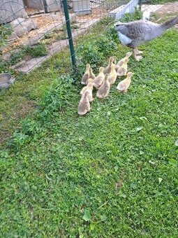 Hus Landeská a hus biela vajcia - 2