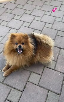 Šteniatko trpaslici spic - 2