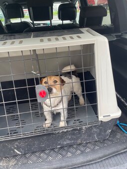 Jack russel krytie - 2