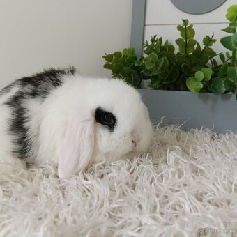 Minilop samčekovia krásni typovi bude drobného vzrastu - 2