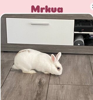 Mrkvička na adopciu - 2