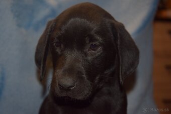 Labrador Retriever Anglicka pracovná línia - 2