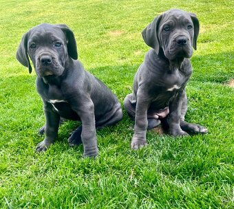 Cane Corso s PP - 2