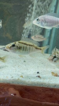 CHampsochromis - 2