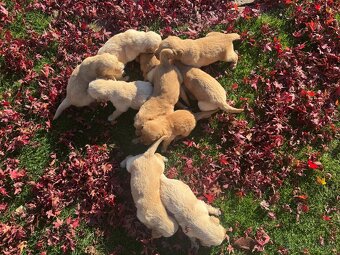 Golden retriever - 2