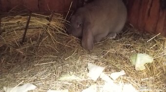 Francúzsky baran samec - 2