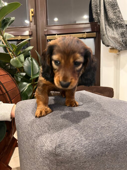 Jazvečík dlhosrstý - 2