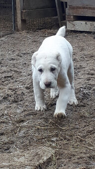 Stredoázijský ovčiak SAO s PP - 2