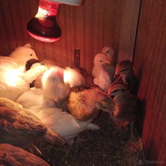 Ponúkame kuriatka - 2