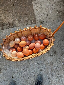 Vysokoznáškové nosnice / mládky - 2