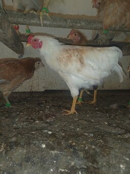 Araucana kohut - 2