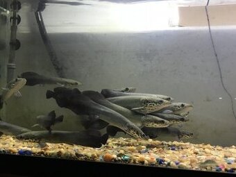arapaima gigas +gary - 2