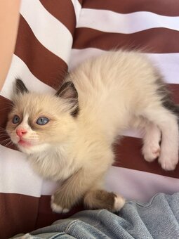 Ragdoll - 2