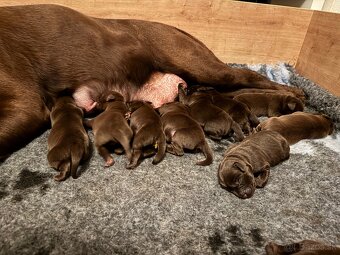 Hnedé šteniatka Labrador s PP - 2
