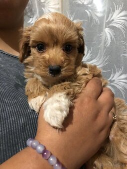 Toy maltipoo - 2