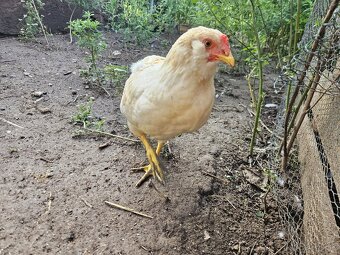 Kohut Araucana - 2