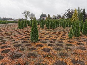 Tuja smaragd dovoz 30€ po celej SR - 2