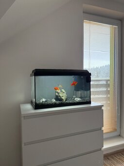Akvárium s rybami - 2