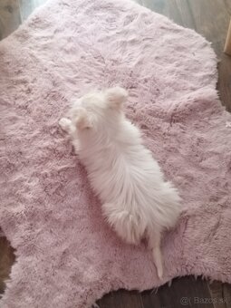 Malinký kríženec maltezak pomoranian - 2