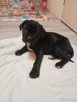 Cane Corso - 2