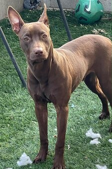 Predám 6 mesačného staforda - 2