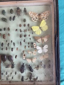 Zbierka hmyzu - 2