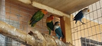 Agapornis - 2