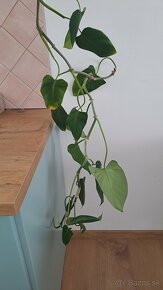 Tahavy kvet na zasadenie - 2