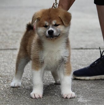 Akita inu - šteniatka s rodokmeňom - 2
