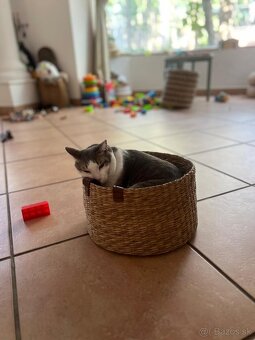 Milý kocúr Balou hľadá nový domov - 2