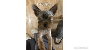 Baricsfarma ponúka na predaj yorkshirských teriérov - 2