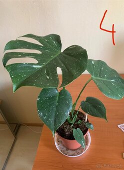 MONSTERA THAI CONSTELLATION - 2
