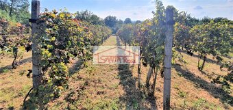EXKLUZÍVNE NA PREDAJ VINICA V LEVICIACH, ID 429 - 2