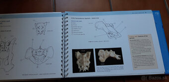 The Dog Anatomy Workbook - 2