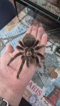 🕷️ Tarantula + terárium Predám tarantulu (samica) kľudná - 2