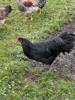 Predám kohútov - 2