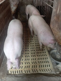 Jatočná osipana - 2