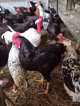 Kohúty Hamburčanka a Rodajlendka - 2