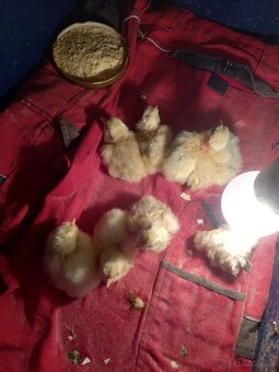 Kuriatka,kurčatá - 2