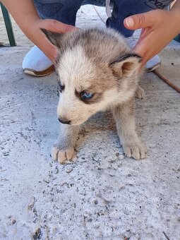 Sibírsky husky - 2