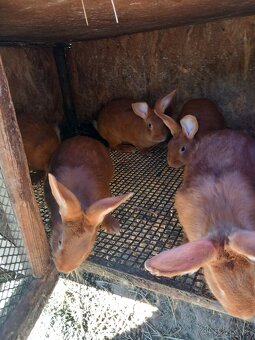 Burgunske kraliky - 2