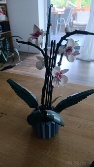 Orchidea - 2