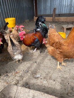 Marans , perlička , kohut - 2