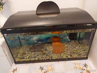 Predám aquarium s rybyckami - 2