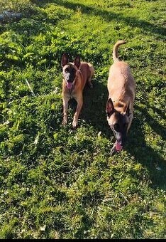 Belgický ovčiak malinois - 2