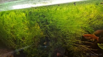 Darujem ,plávajúce rastlinky rožkatec - 2