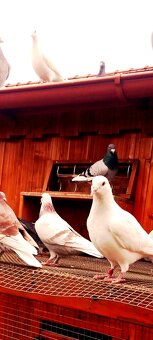 Poštovné holuby - 2