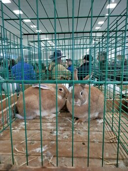 Zajace na predaj - 2