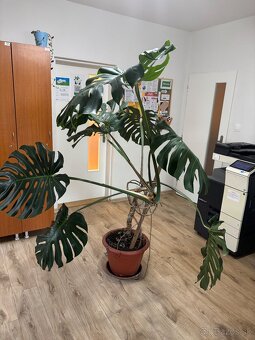 monstera - 2