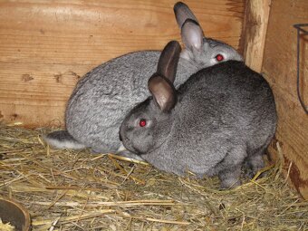 Ponúkam domácich králikov. - 2